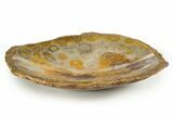 Polished Fossil Coral (Actinocyathus) Dish - Morocco #323052-1